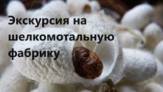 Экскурсия на шелкомотальную фабрику