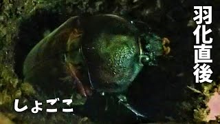 【カブトムシ飼育】羽化直後は動かない＆臭いがキツい！！！