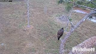 Southwest Florida Eagle Cam 25.03.2022 08:48