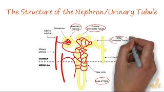 THE EXCRETORY SYSTEM EXPLAINED SIMPLY