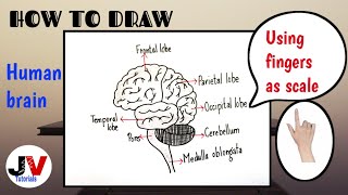 easy brain diagram|how to draw brain step by step easily| easy brain drawing