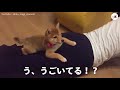 気分はお犬様♡ 飼い主さんのおしりの上でくつろぐ子柴犬さん、運ばれる【peco tv】