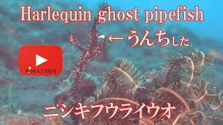 ウンチしたぞ！　ニシキフウライウオ　Harlequin ghost pipefish　#水中映像　#ニシキフウライウオ