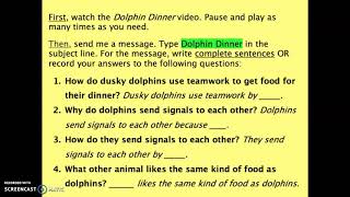 What to Do Dolphin Dinner