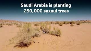 Saudi Arabia turns to saxaul trees for climate defense