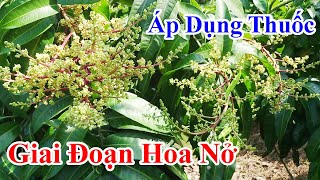 Áp dụng thuốc giai đoạn hoa nở |Gốc Cù Lao|#0986289491