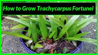 How to Grow Trachycarpus Fortunei Palm Trees in UK