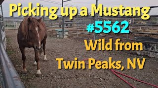 Picking up a Mustang Horse #5562, wild from Twin Peaks, Nevada