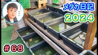 【メダカ】なとりめだか【メダカ日記 2024】＃68 3月24日