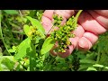 edible mountain — st. john s wort