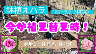 鉢植えバラ🌹今が植え替え時❗️鉢増・鉢下げ・鉢上げ