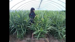 2020 하우스 생강재배 ginger farming