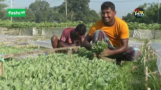 শীতকালীন আগাম সবজির চারা উৎপাদনে ব্যস্ত কুমিল্লার কৃষকরা  || Krishi News || Fashol || Deepto TV