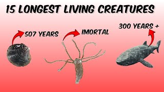 15 longest Living Creatures in the World