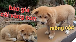 báo giá cái vàng con giá chó mông cộc con cái hàng chông nhà tốt