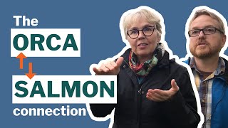 Protecting Orca: The orca-salmon connection