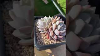 双头多肉植物橙梦露succulents