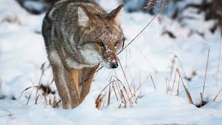 What You Need to Know About Coyotes in Urbandale, Iowa