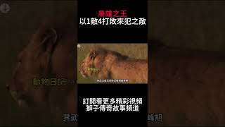 驚嘆這頭勇猛獅王，不僅能領導母獅捕獵水牛，還能震懾住數十隻鬣狗，更是擊退四頭來犯成年雄獅，他絕對是火山口最具代表性的獅子王，其聰明程度與戰力與南非壞男孩恩大有得一拼，是頗具傳奇色彩智慧且勇猛的獅子王！