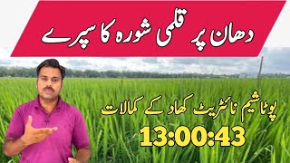 Potassium nitrate (قلمی شورا) foliar spray and its benefits in rice crop | Abid Ali Agrarian