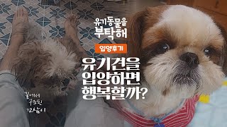 유기견을 입양하면 행복할까? f. 입양자 전화 인터뷰