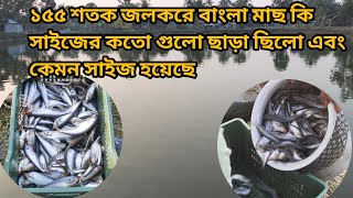 ১৫৫ শতক জলকরের পুকুর থেকে পাবদা ও দেশি টেংরা মাছ ধরা হচ্ছে