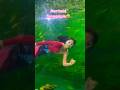 MERMAID TENGGELAM DI DALAM AQUARIUM🥹#viralvideos #trending #viraltiktok