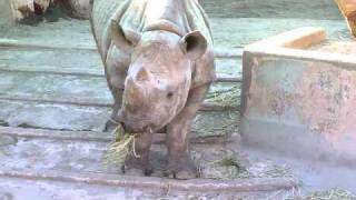 上野動物園ヒガシクロサイ_草のブロックを頬張るミミカ