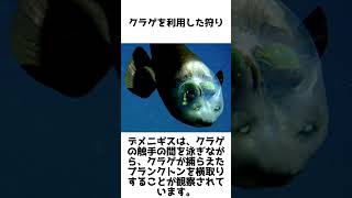 「透明な頭を持つ謎の深海魚！デメニギスの驚きの生態 #動物雑学 #1分雑学　#shorts #デメニギス#深海魚