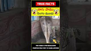 Snake in shiva temple #factsintelugu 😲నాగు పాము😲 #amazingfacts #truefacts #shorts