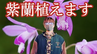 【紫蘭】人生で初めて植物を植えました