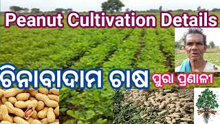 Peanut Cultivation Details // ଚିନାବାଦାମ (ମୁଗଫଲି) ଚାଷ ପ୍ରଣାଳୀ ଡିଟେଲ୍