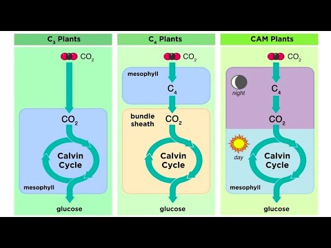 What are types of photosynthesis?