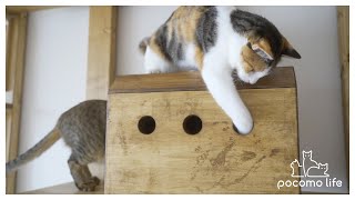 [ENG SUB]猫のおうちをおもちゃだと勘違いしている猫がこちら…笑