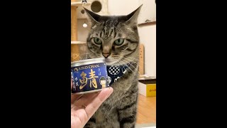 【グルメな猫】こだわりの『鯖缶』を食べる猫たち #shorts