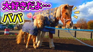 寂しがり屋の小さな2歳馬ハイジちゃんと29歳の頼もしいおじいちゃんポニー、フェニー君の思い出【ツルマルボーイ様のシモベ】