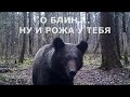 Бурый медведь в тайге