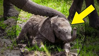 A Baby Elephant Abandoned By Its Herd Was Rescued By The Most Unexpected Source