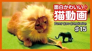 【おもしろ猫動画】爆笑！！面白かわいい猫動画まとめ15【funny cats】