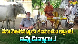 Punganur Cows | నేను వెతికినప్పుడు కనిపించని క్వాలిటీ.. ఇప్పుడున్నాయి..! Tone Agri