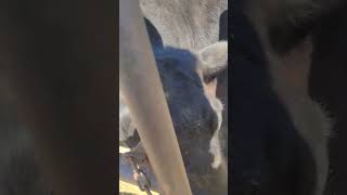 cow helps with gate. very impatient #cows #shorts