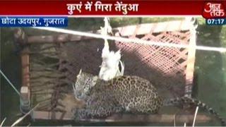 Leopard rescued from 50-ft-deep well in Gujarat