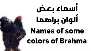 معرفة ألوان دجاج البراهما Learn the colors of the Brahma chicken