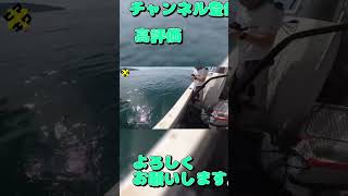 巻いて巻いて　#明石ジギング #青物 #釣り #釣り初心者 #fishingvideo #short #shorts