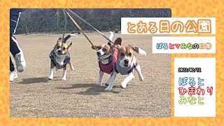 ビーグル犬〜とある日の公園～ボルひまみなの日常