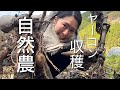 【自然農】ヤーコンと里芋収穫　Japan countryside vlog