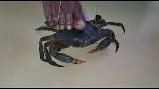 crab handing ,khekade badhanyachi sopi padhat ,खेकडे बांधण्याची सोपी पद्धत,kokan