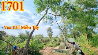 Vua Khỉ Miền Tây cưa điều khiển cây Tràm Bông Vàng né nhiều ngôi m.ộ Cutting trees