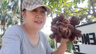 how to plant annatto or atswete