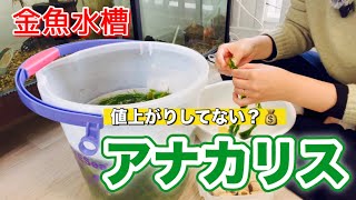 【金魚】水槽にアナカリス入れるよ。最近値上がりしてるよね。